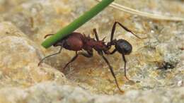 Image of Acromyrmex heyeri (Forel 1899)