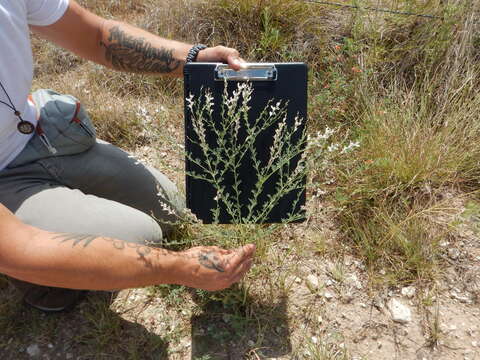 Image of nineanther prairie clover