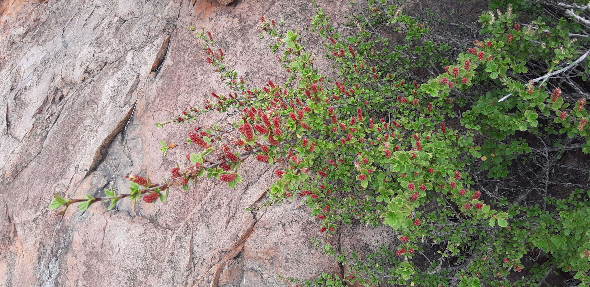 Image de Myrothamnus flabellifolius (Sond.) Welw.