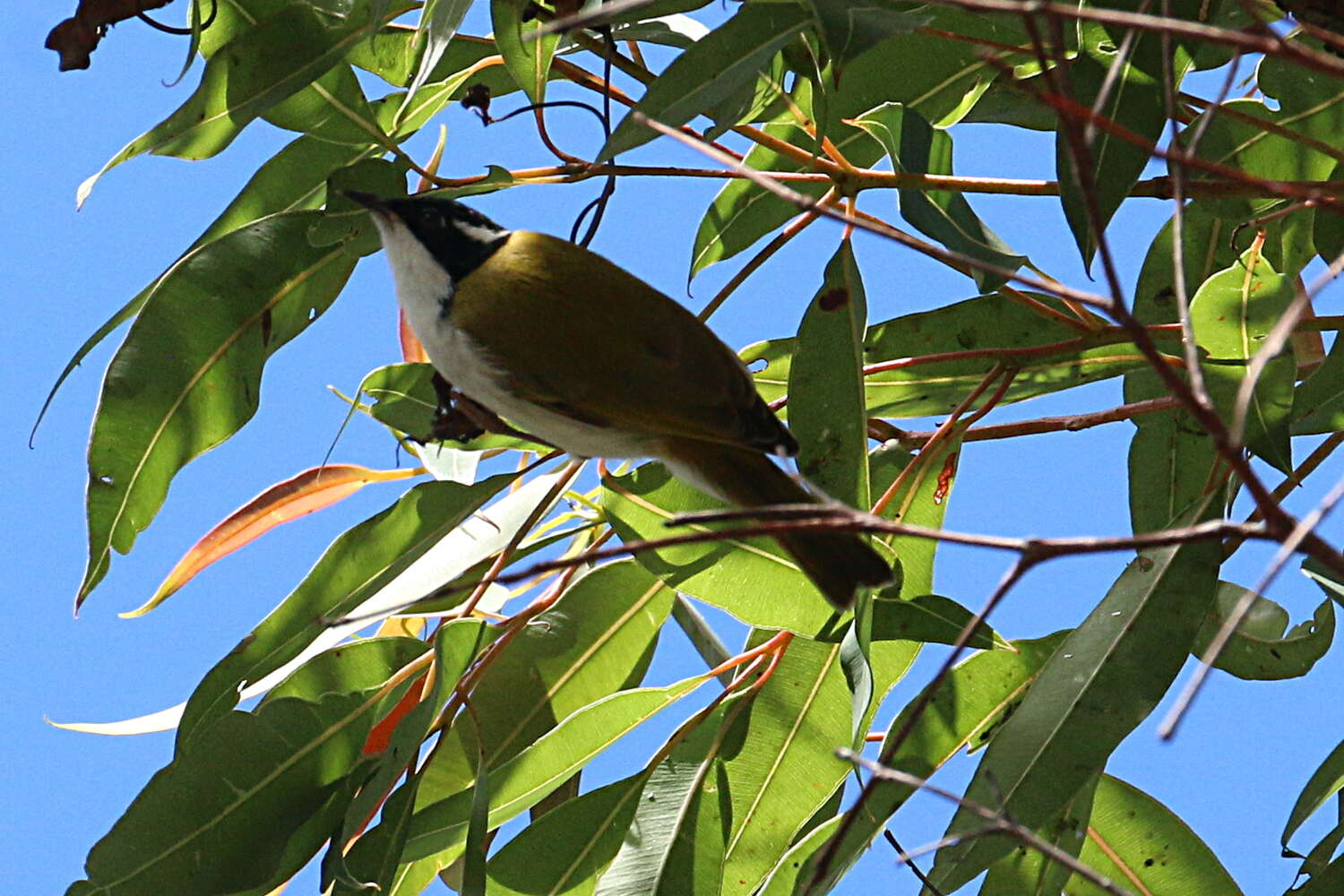 Image of White-throated Honeyeater