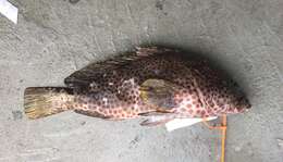 Слика од Epinephelus adscensionis (Osbeck 1765)