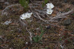 Image of Silene samojedorum (Sambuk) Oxelman