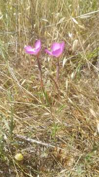 Imagem de Clarkia gracilis (Piper) A. Nels. & J. F. Macbr.