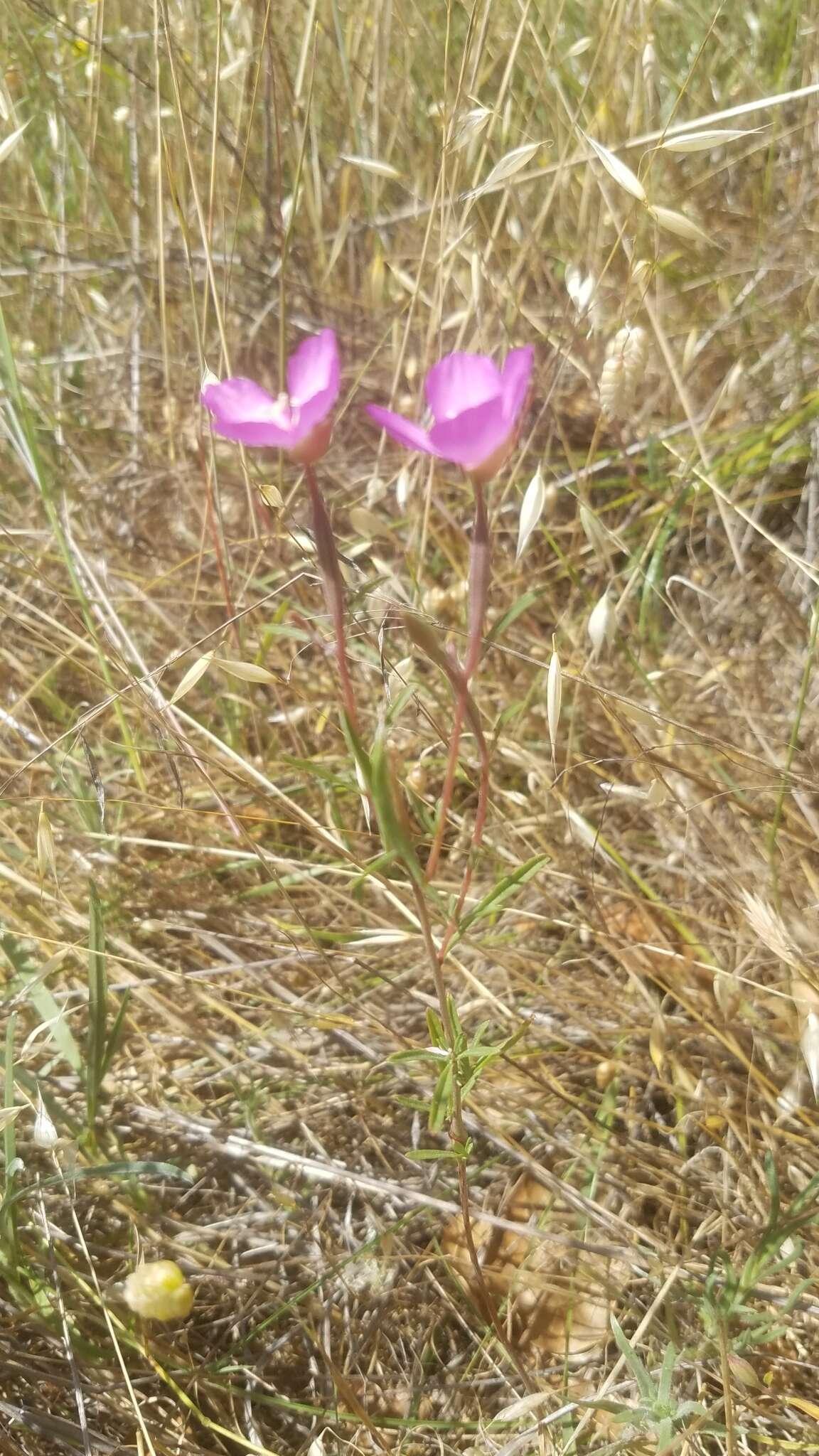 Imagem de Clarkia gracilis (Piper) A. Nels. & J. F. Macbr.