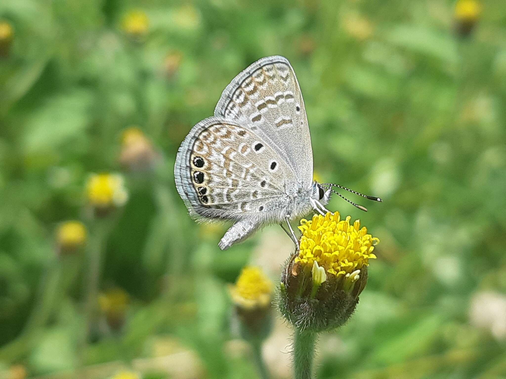 Imagem de Hemiargus ramon