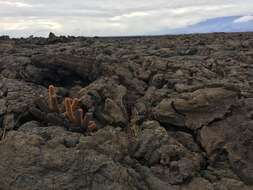 Image of Brachycereus