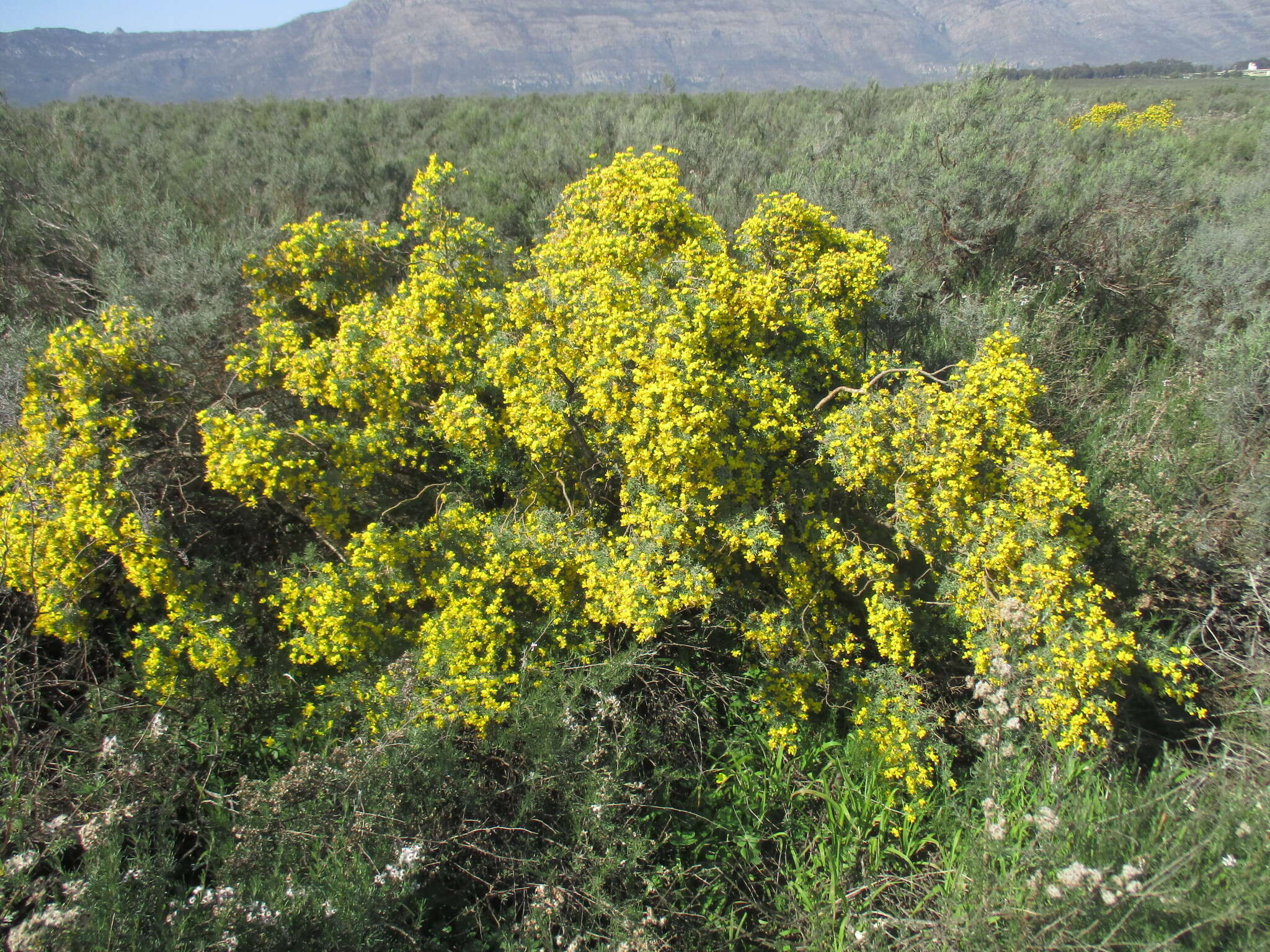 Image of Polhillia ignota Boatwr.