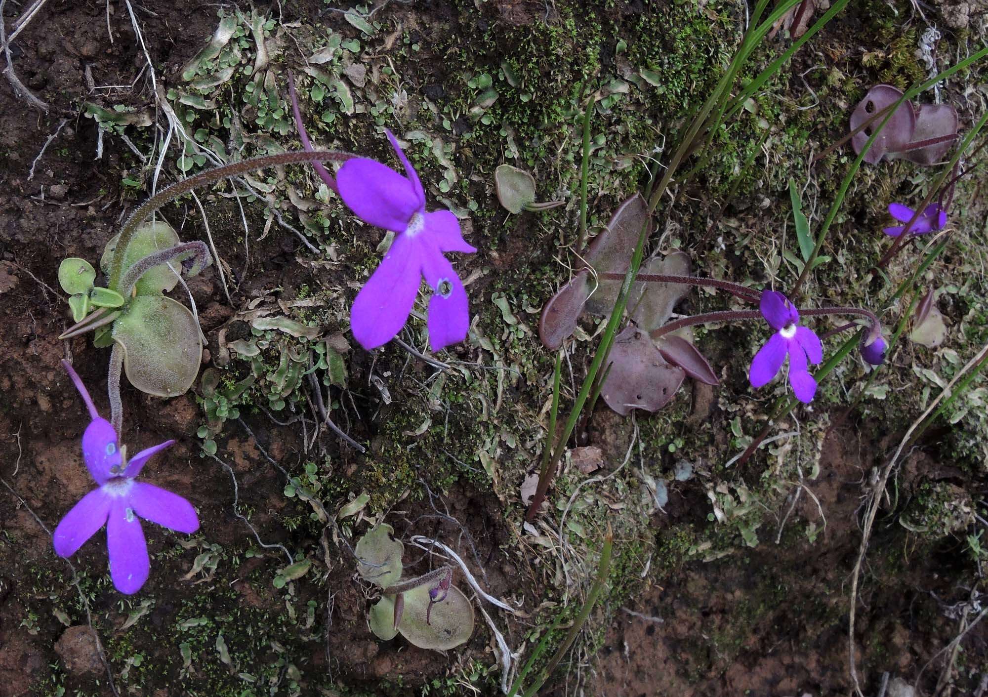 Pinguicula oblongiloba A. DC.的圖片