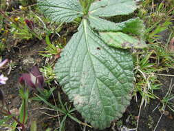 Image de Salvia nana Kunth