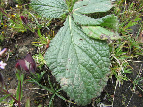 Image of Salvia nana Kunth