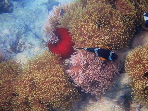 Image of Orange-fin anemonefish