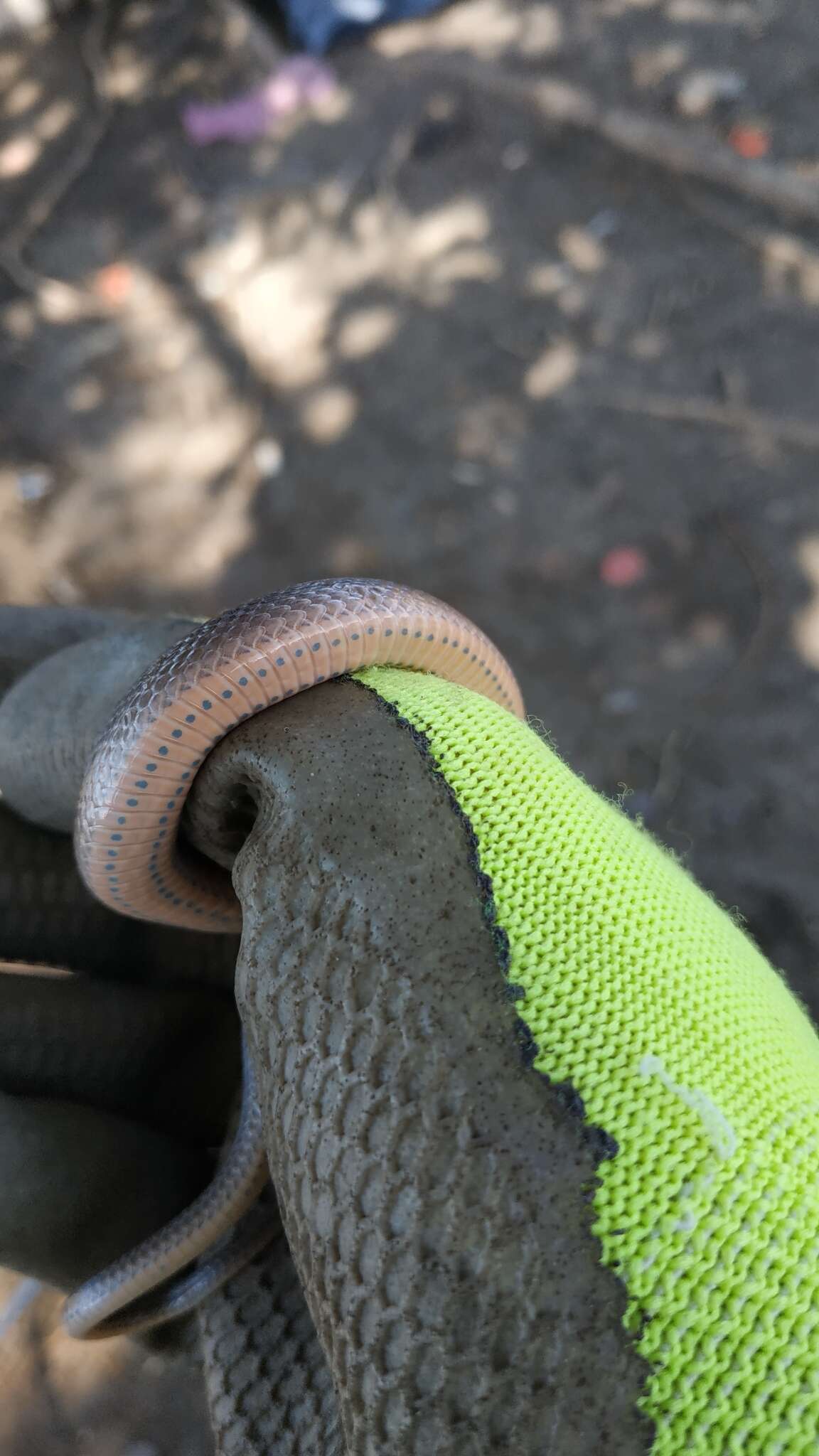 Image of Two-spotted Snake