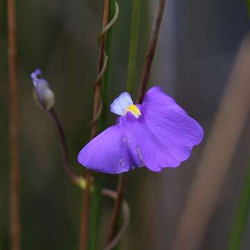 Image de Utricularia volubilis R. Br.