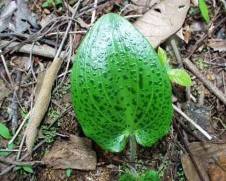 Imagem de Drimiopsis atropurpurea N. E. Br.