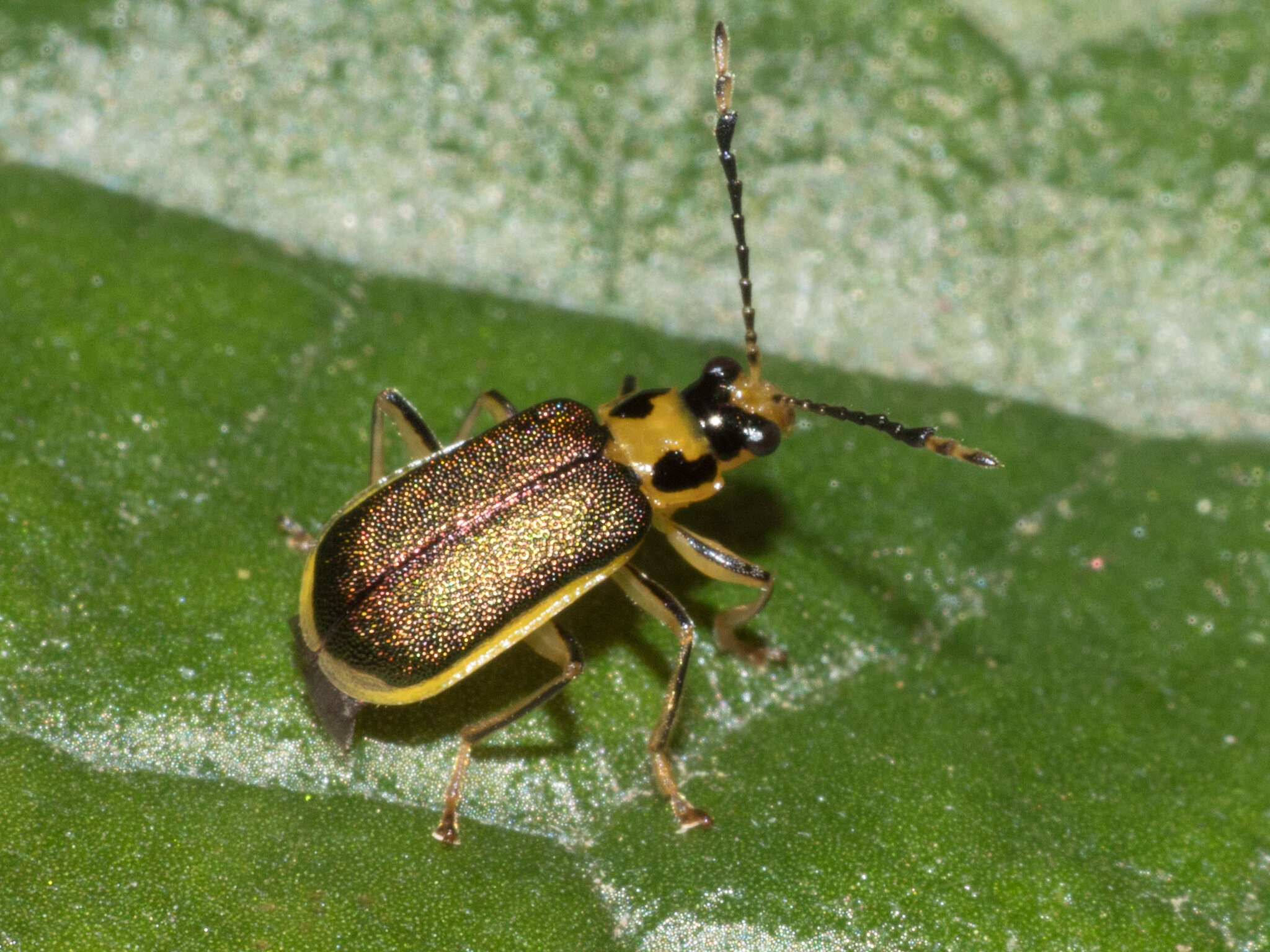 Image of Buckibrotica Bechyné & de Bechyné 1969