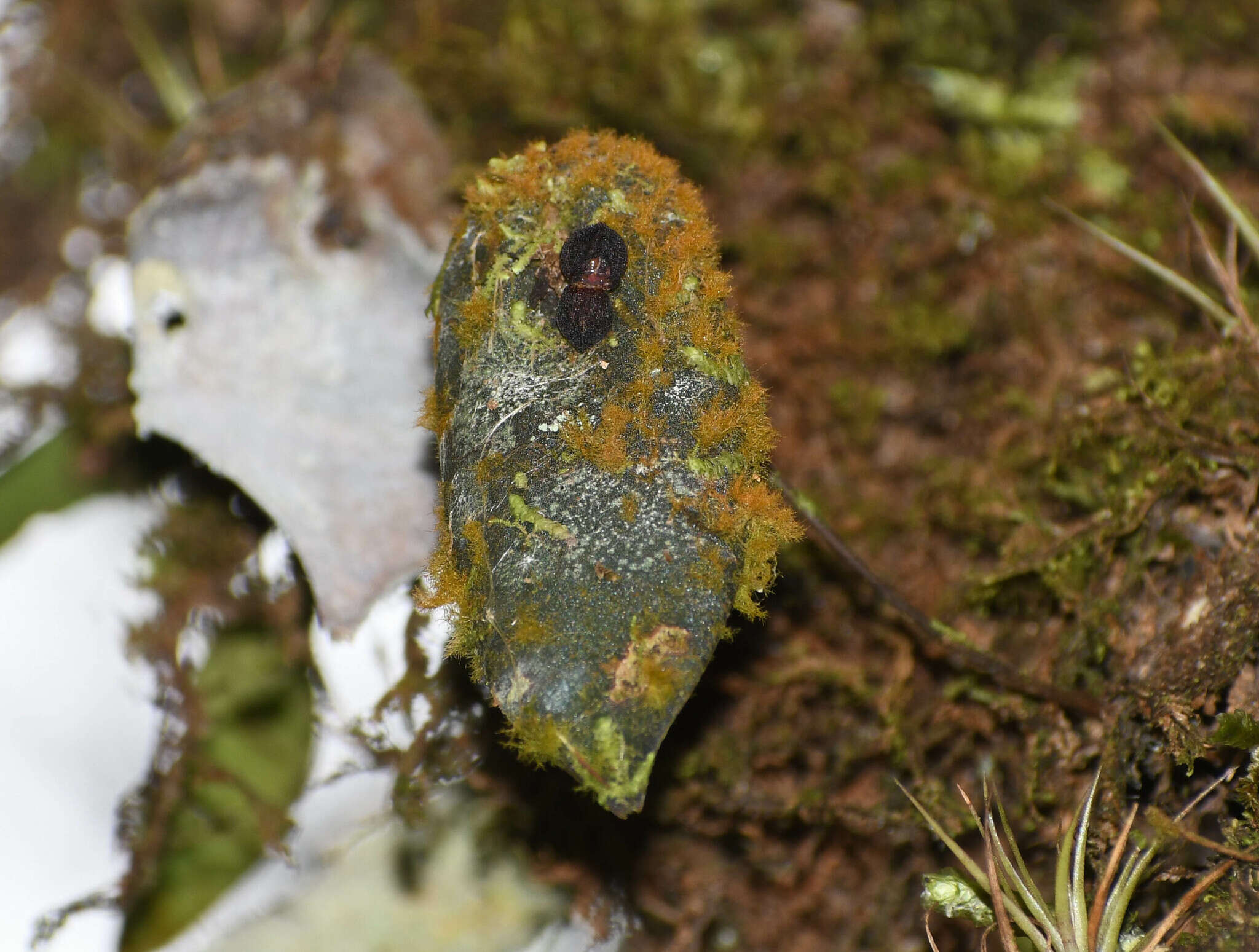 Imagem de Pleurothallis phymatodea Luer