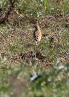 Image of Plain-backed Pipit