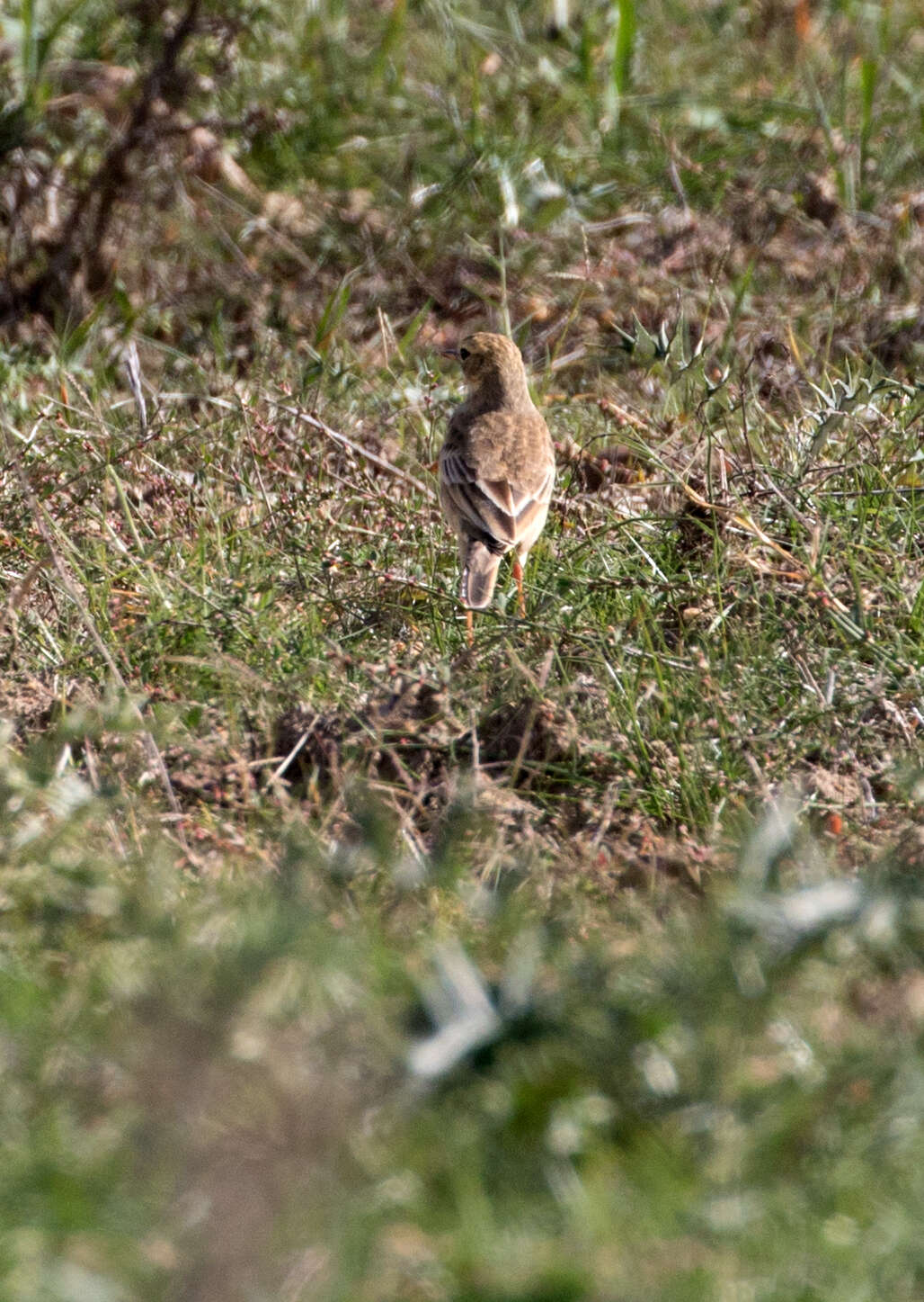 Image of Plain-backed Pipit