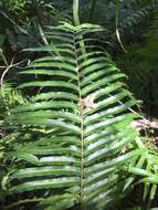 Image of swamp water fern