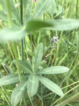 Plancia ëd Lupinus polycarpus Greene