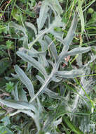 Image of greater knapweed