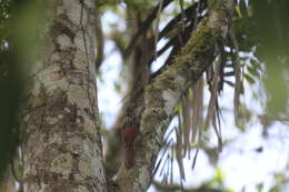 Image of Black-striped Woodcreeper