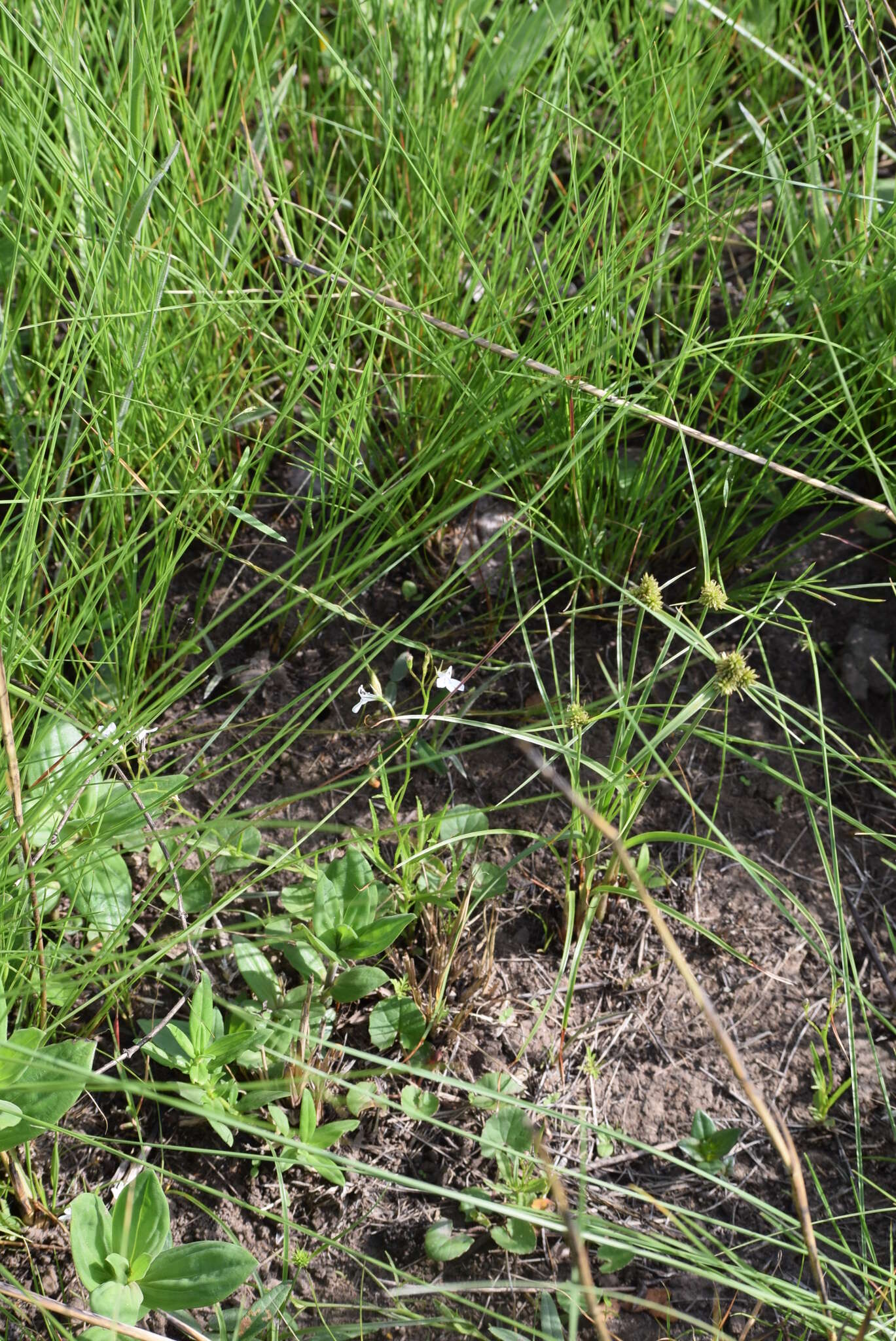 Image of Cyperus capensis (Steud.) Endl.