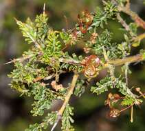 Imagem de Acacia acanthoclada subsp. acanthoclada