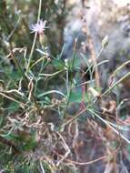 Слика од Centaurea langei Nym.