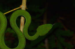 Image of Trimeresurus rubeus (Malhotra, Thorpe, Mrinalini & Stuart 2011)