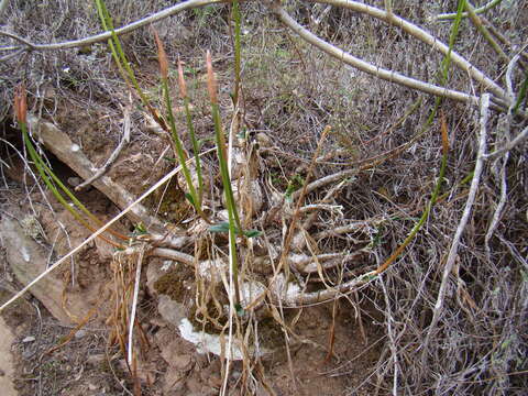 Image of Nerine humilis (Jacq.) Herb.