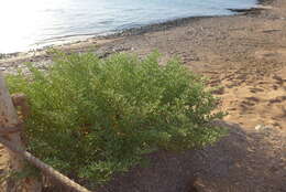 Image of Tetraena coccinea (L.) Beier & Thulin