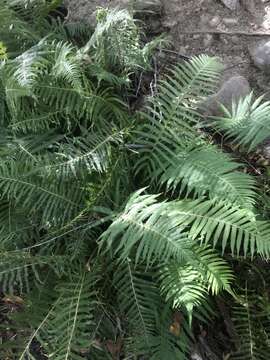 Image of Lindheimer shield fern