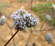 Image of Gypsophila glomerata Pall. ex Bieb.