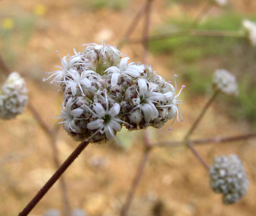 Слика од Gypsophila glomerata Pall. ex Bieb.