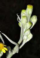 Image de Senecio mlilwanensis Compton