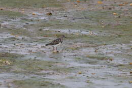 Image of Arenaria interpres interpres (Linnaeus 1758)