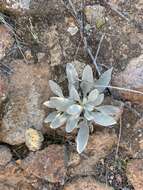 Imagem de Eriogonum giganteum var. formosum K. Brandegee