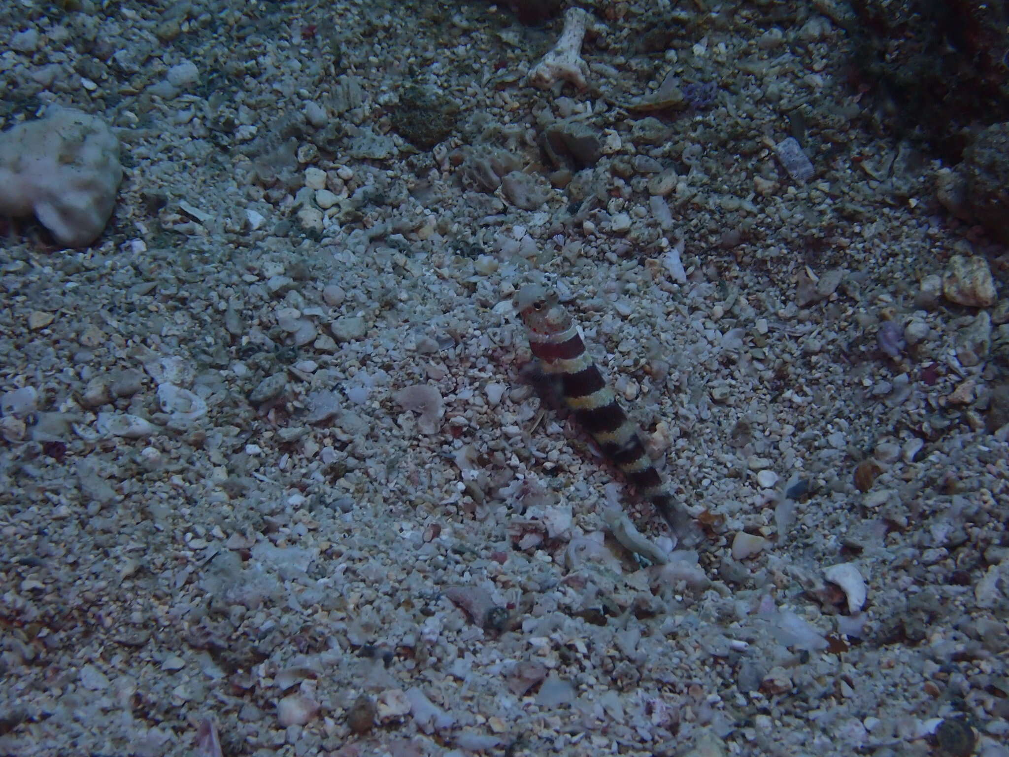 Image of Gorgeous prawn goby