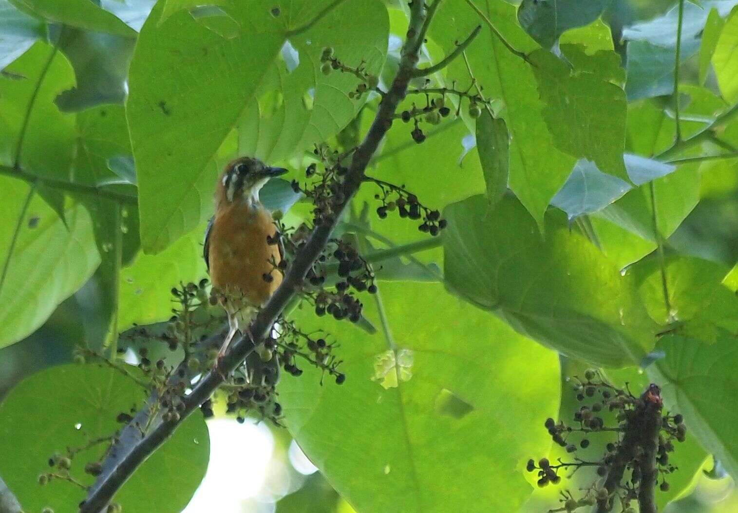 Image de Grive à tête orange