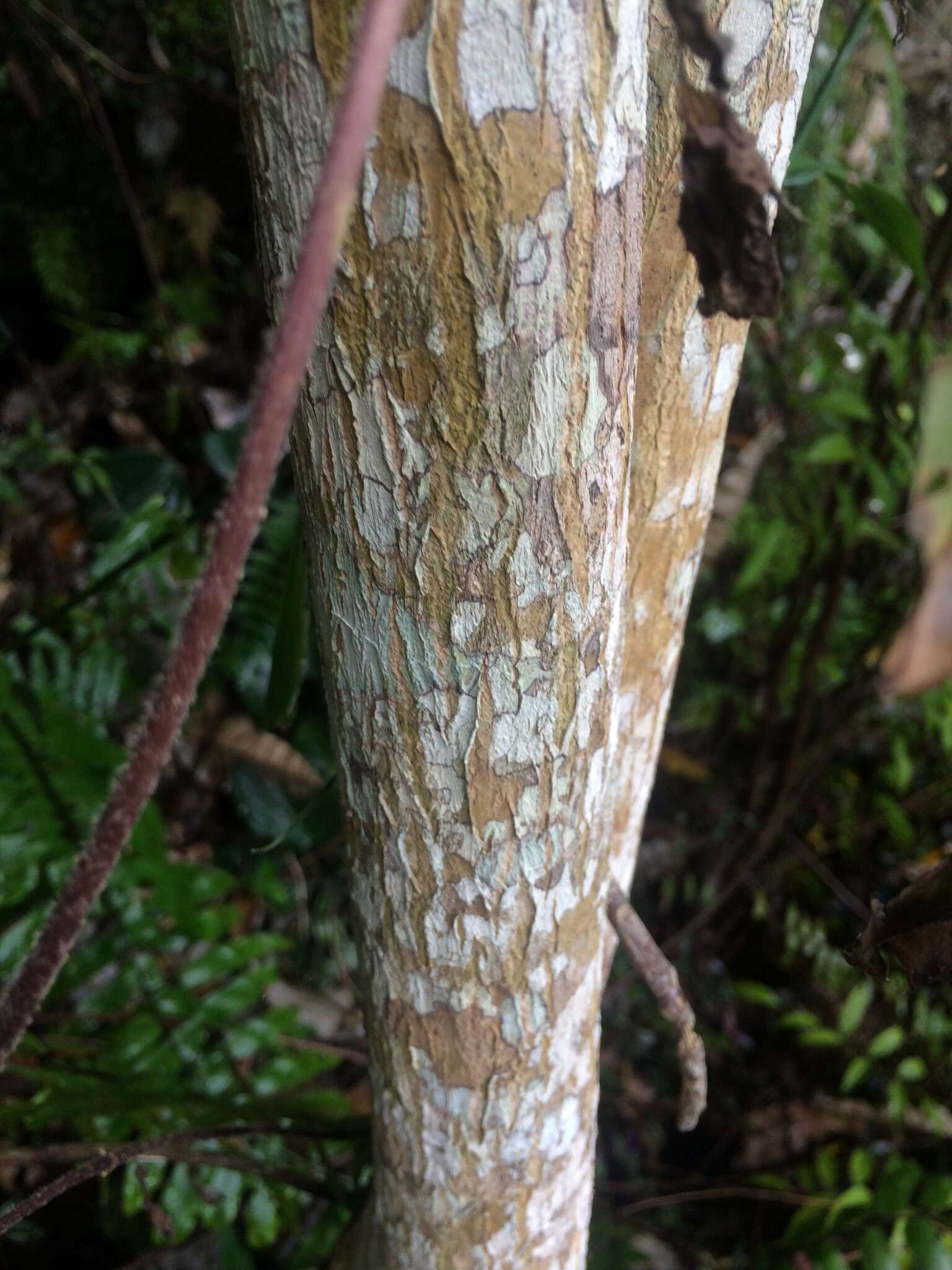 Слика од Dracaena angustifolia (Medik.) Roxb.