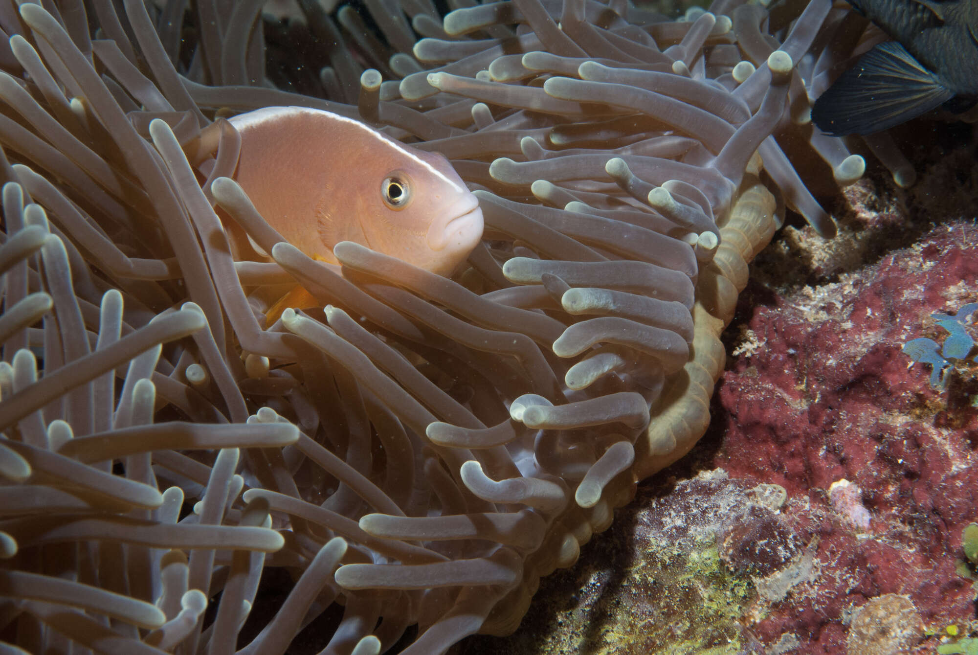 Image of Clown fish