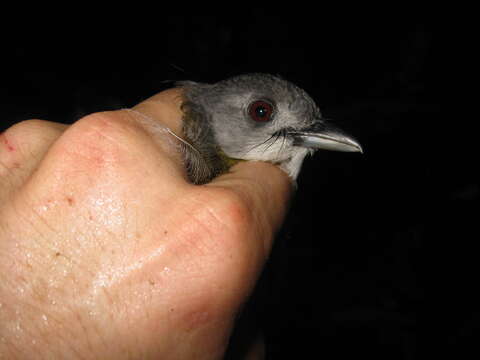 Alophoixus phaeocephalus (Hartlaub 1844)的圖片