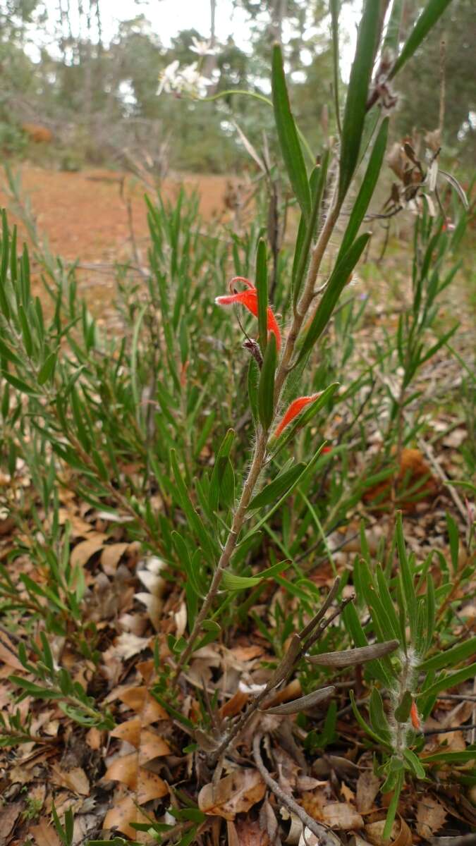 Plancia ëd Adenanthos barbiger Lindl.