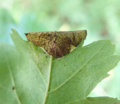 Image of Parornix anglicella (Stainton 1850)