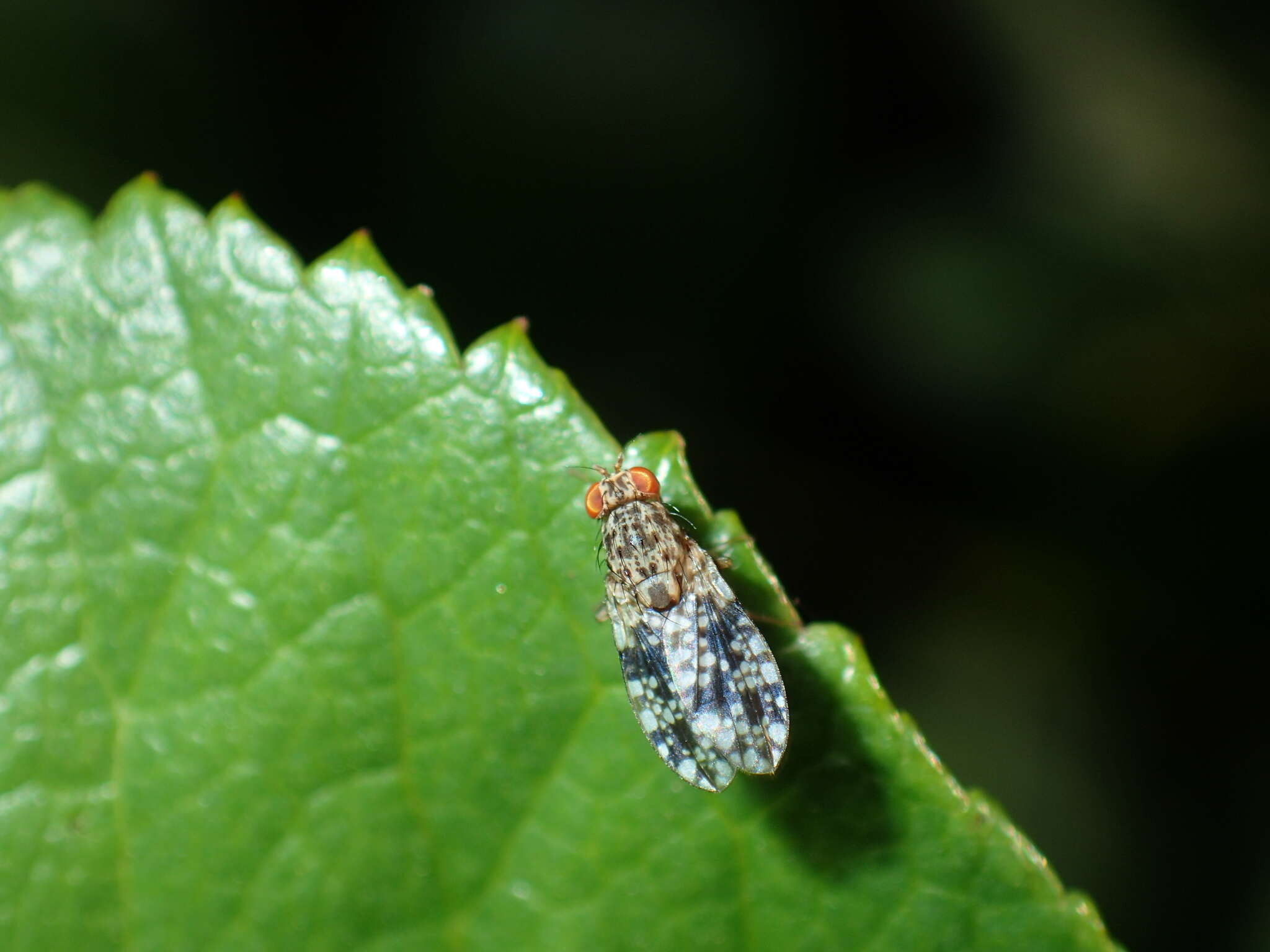 Sivun Homoneura euaresta (Coquillett 1898) kuva