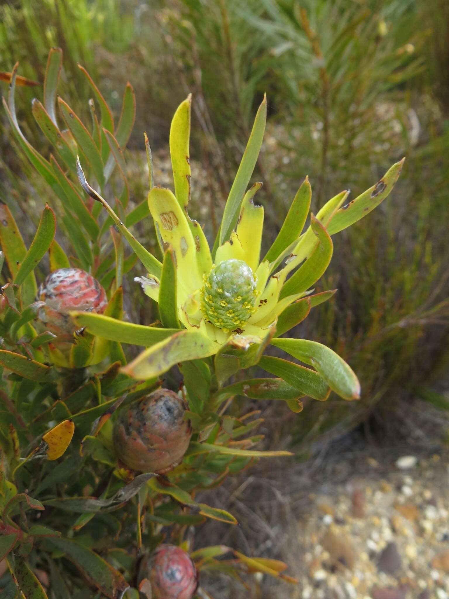 Plancia ëd Leucadendron xanthoconus (Kuntze) K. Schum.