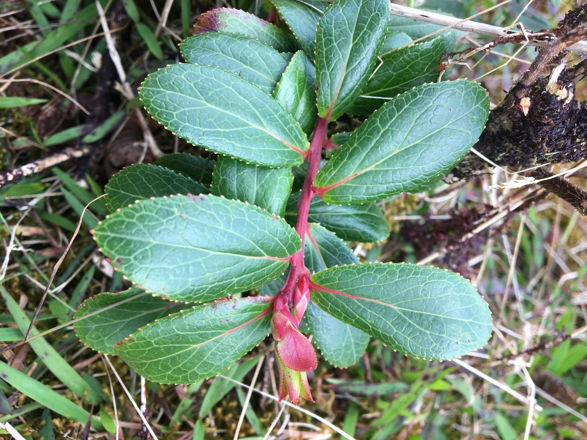 Vaccinium dentatum Sm.的圖片