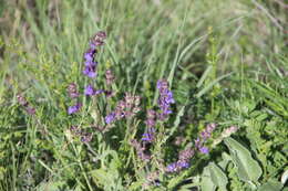 Image of Hoary Salvia