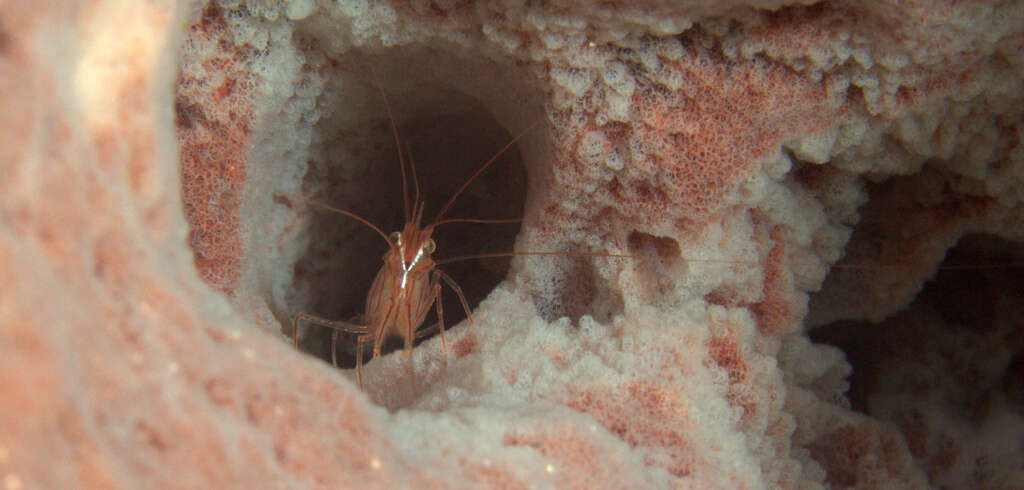 Image of Lysmata pederseni Rhyne & Lin 2006